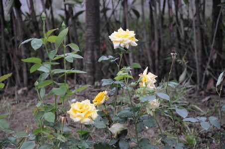 九游會老哥必備的交流社區_論壇帖吧