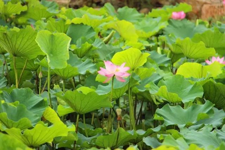 九游會老哥必備的交流社區_論壇帖吧