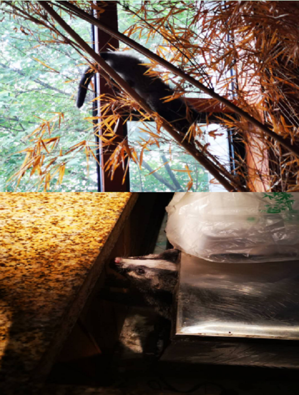 九游會老哥必備的交流社區_論壇帖吧